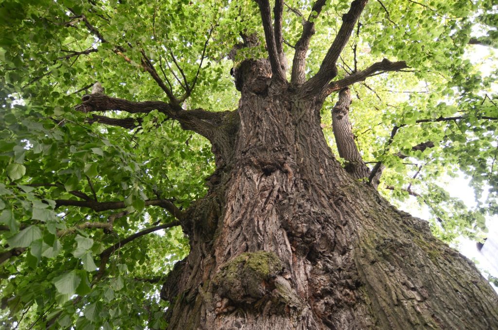 basswood tree